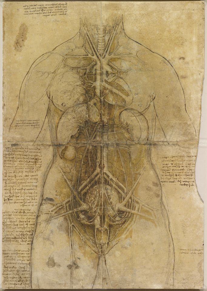Andreas Vesalius. De humani corporis fabrica. Quarta musculorum tabula