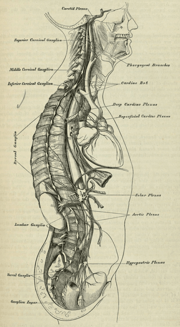 Gray's Anatomy Illustration of peripheral sympathetic nervous system. Page 181