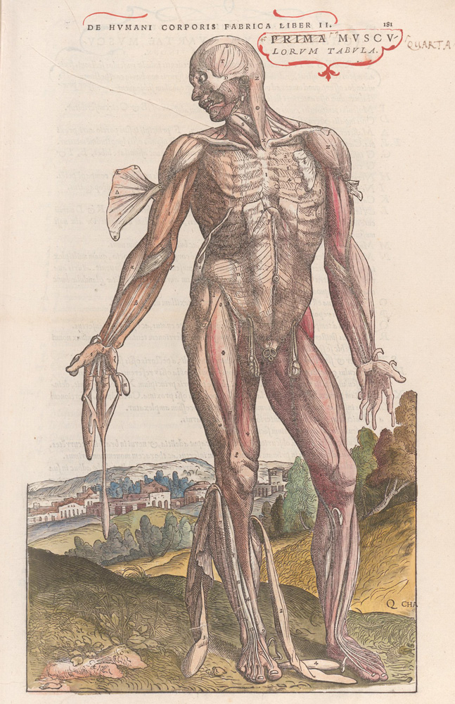 Andreas Vesalius. De humani corporis fabrica. Quarta musculorum tabula