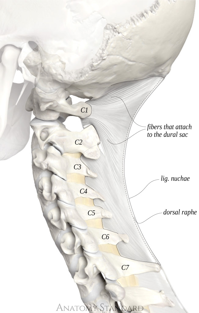 The Joints of the Spine The Nuchal, Supraspinal & Interspinal Ligaments