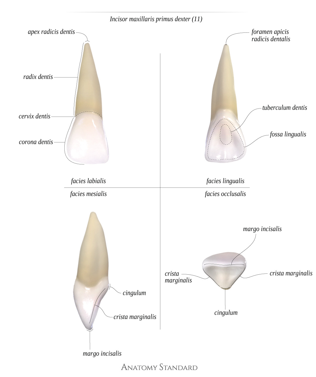 Dental Anatomy Of Maxillary Central Incisor Three Dimensional Finite