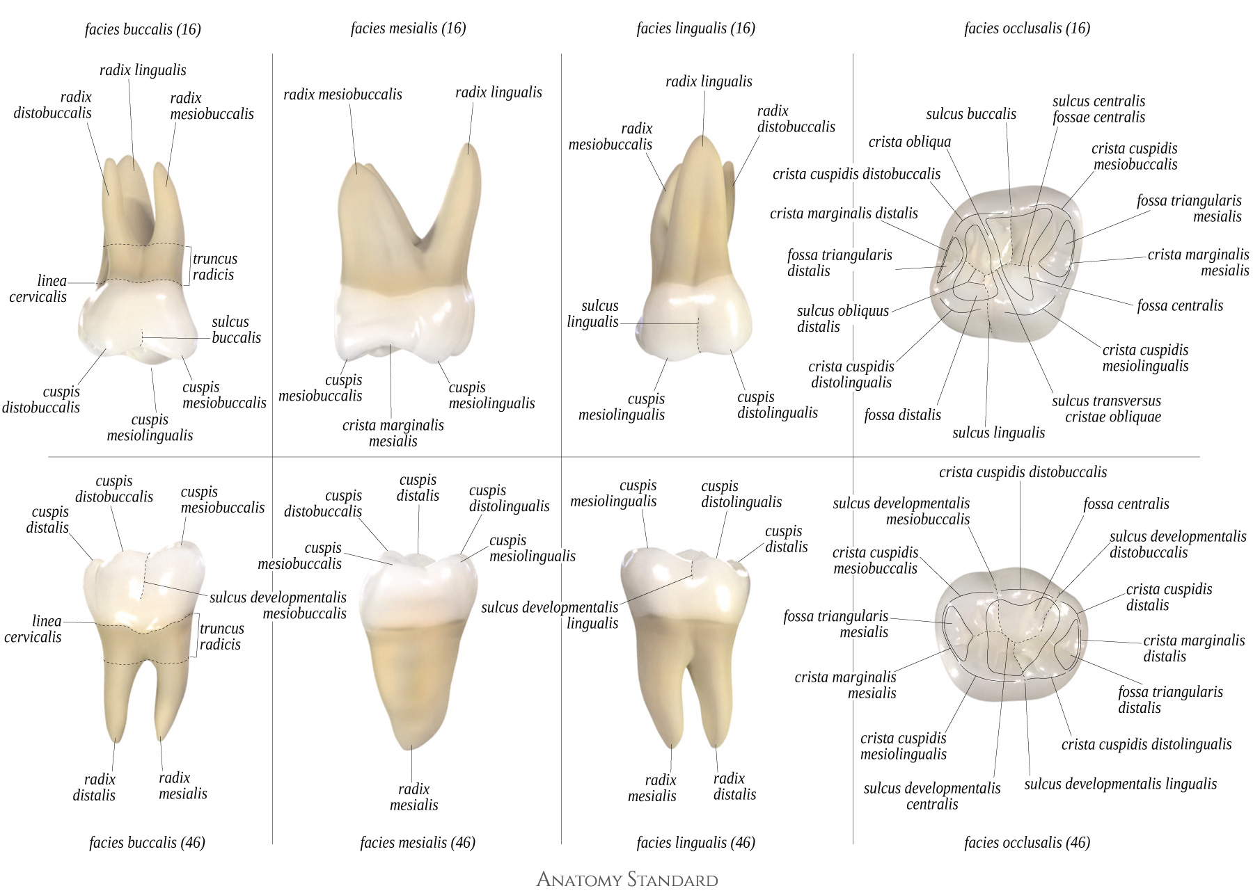 Types Of Teeth Poster