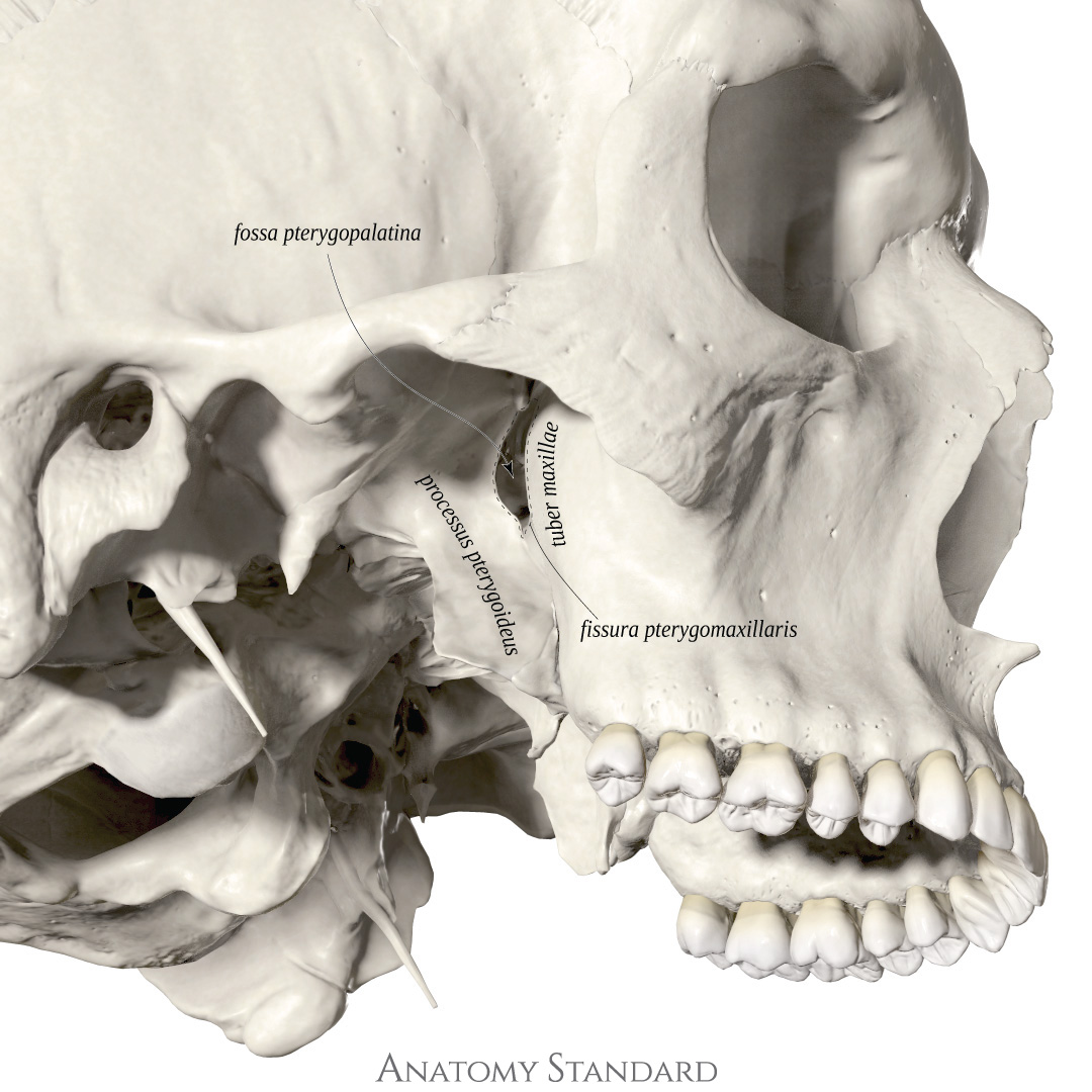 Topography Of The Skull Pterygopalatine Fossa Topography Of The Skull Pterygopalatine Fossa