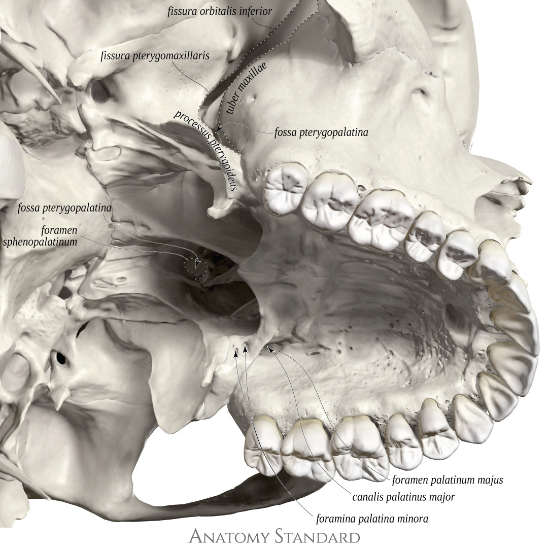 Topography Of The Skull Pterygopalatine Fossa Topography Of The Skull Pterygopalatine Fossa