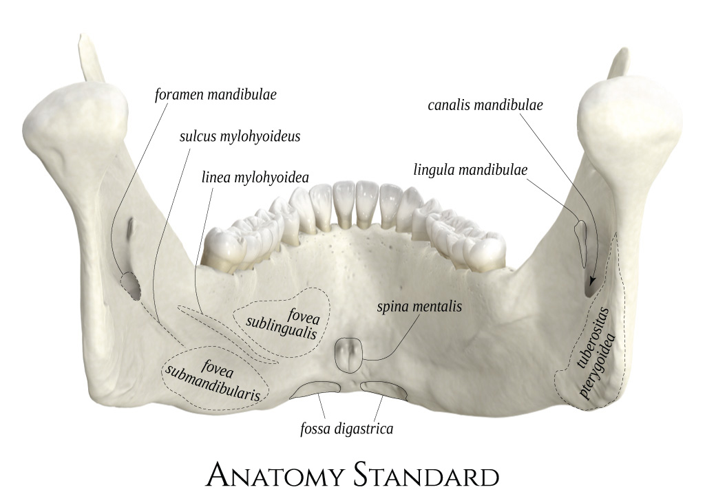 Mandíbula / Maxila c/ Ramif. c/ Fossa Articular