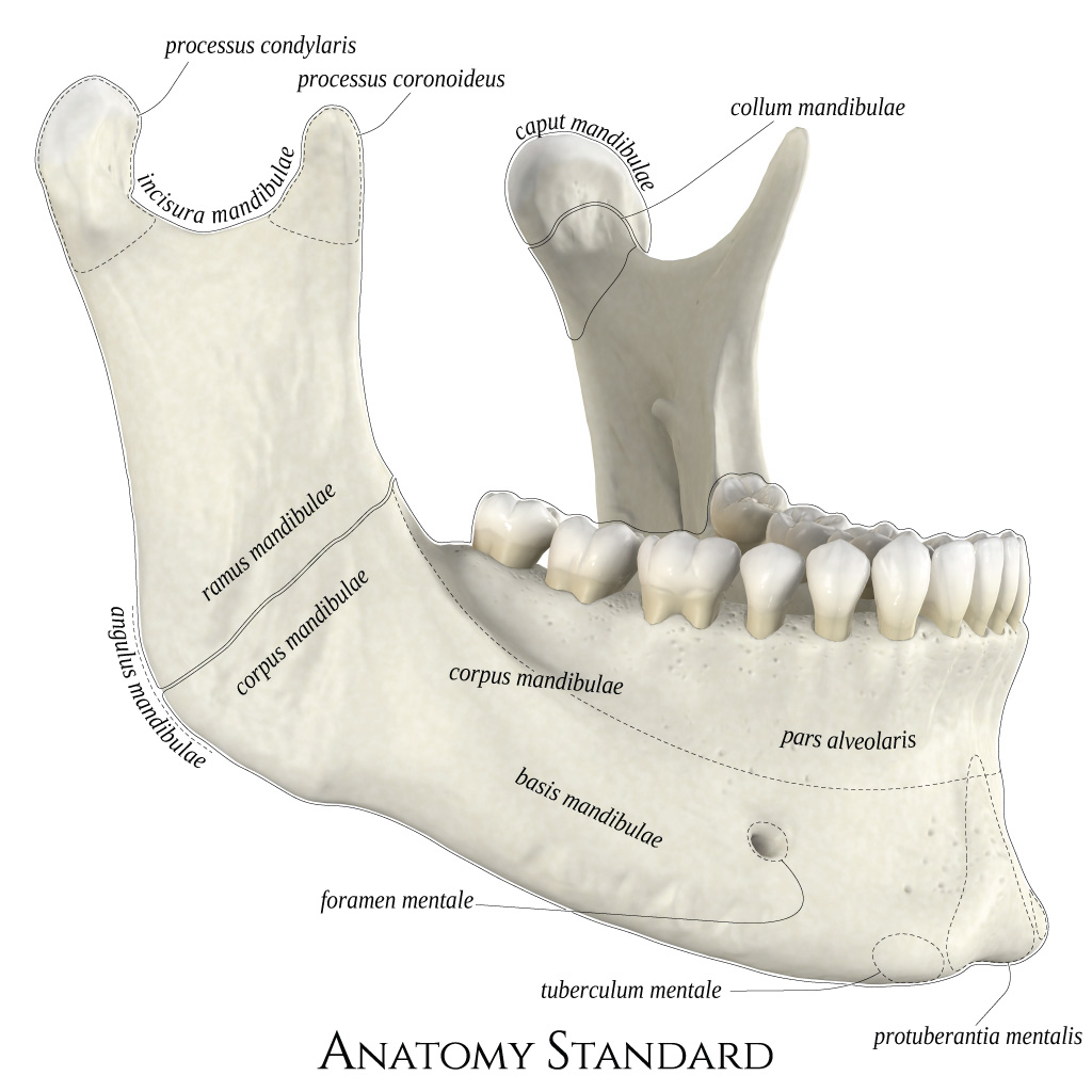 Angle Of Mandible Anatomy
