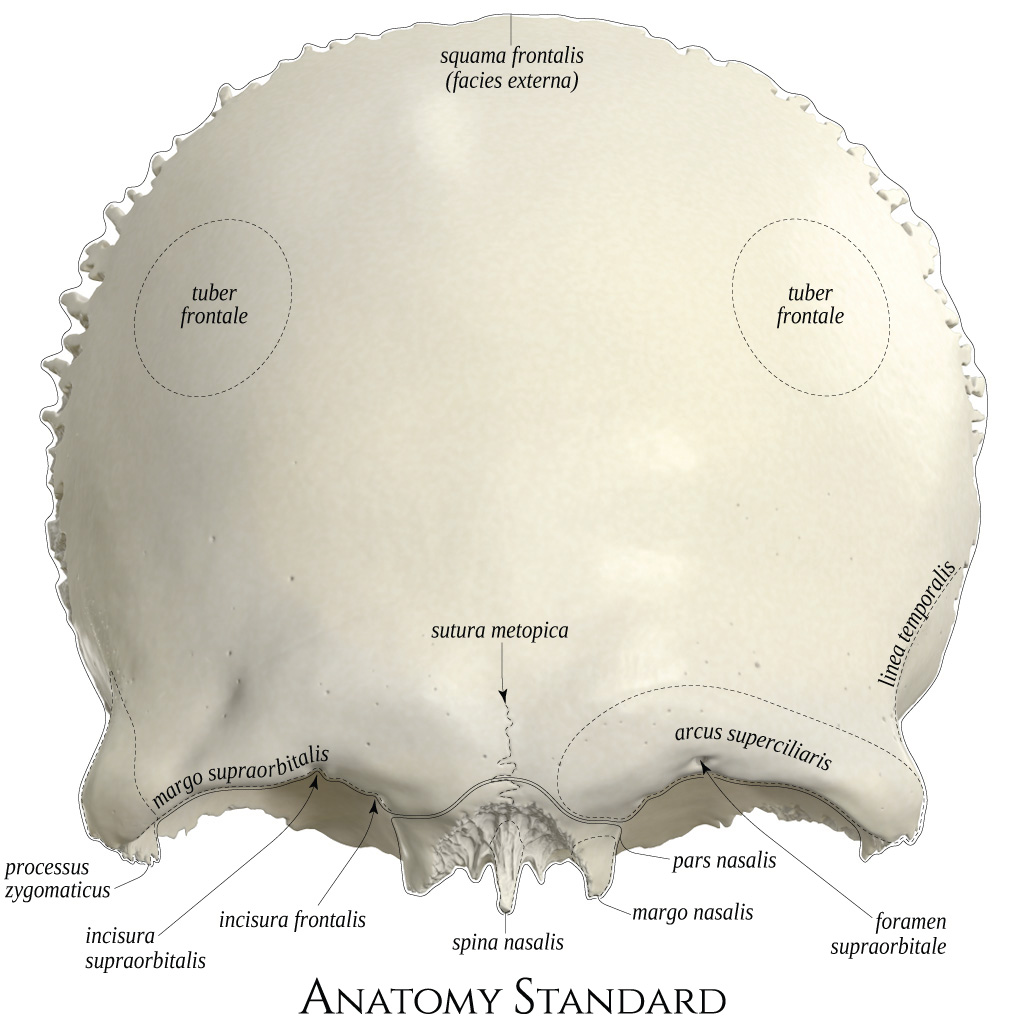 Supratrochlear Notch Frontal Bone