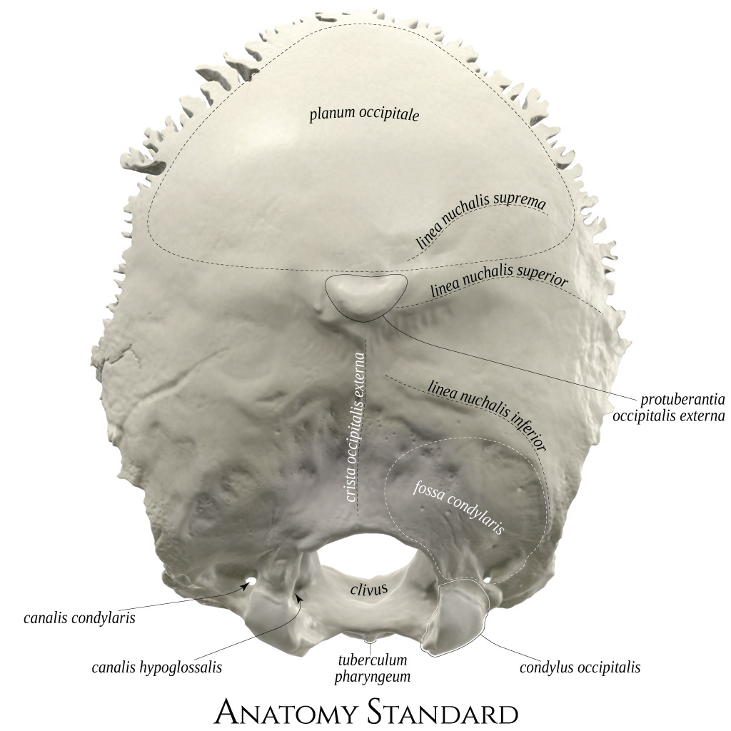 Occipital Bone Landmarks Axial Skeleton Flashcards Quizlet