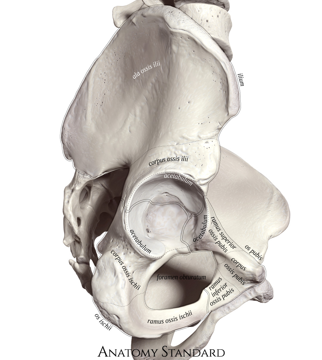 Hip Bone Anatomy or Pelvic Bone[Ilium-Pubis-Ischium]