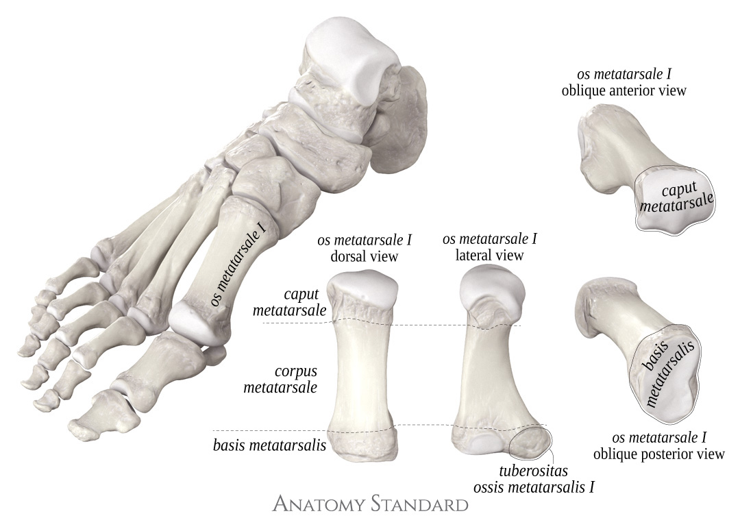 1st Metatarsal Head Foot