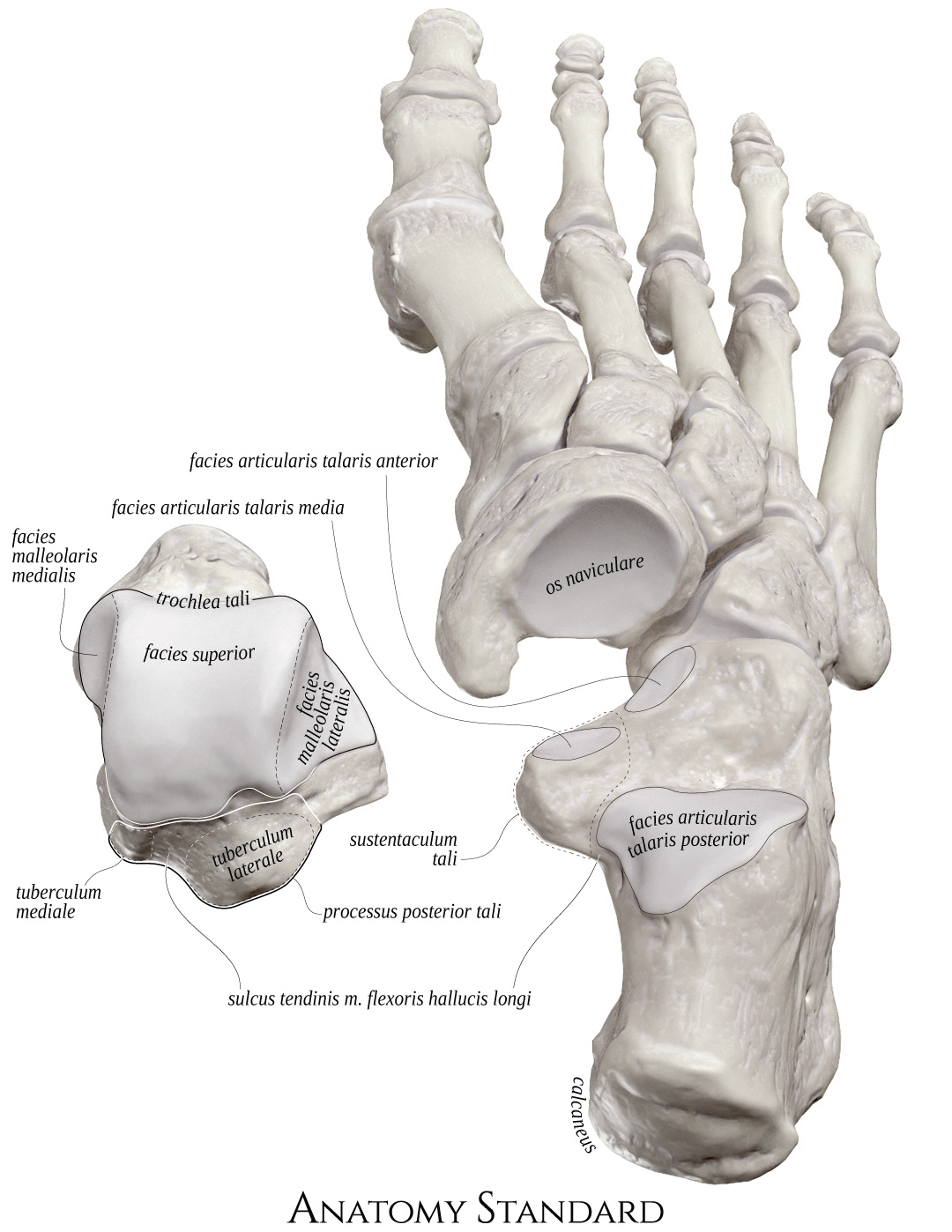 Bones Of The Foot The Tarsal Bones
