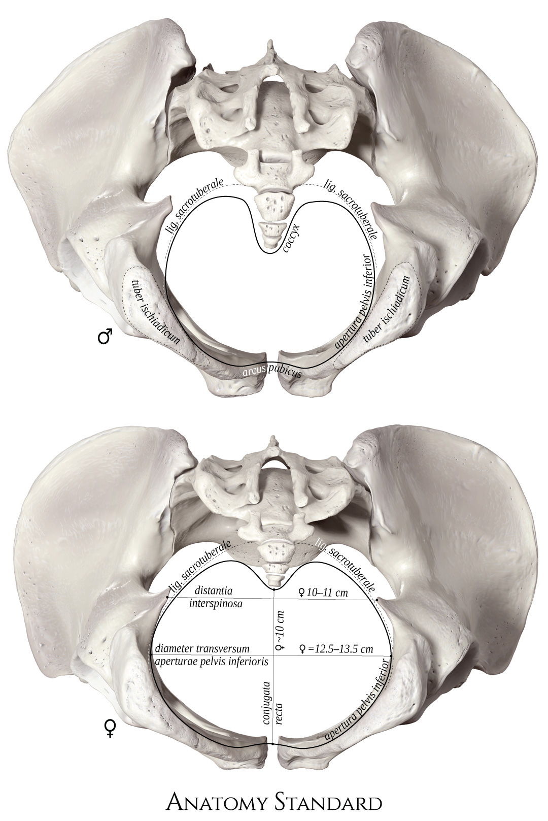 Pelvis & Gender Differences of Pelvic Anatomy