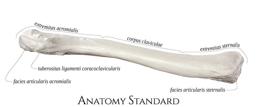 Extremitas Sternalis Anatomic Shape Variants Of Extremitas Sternalis