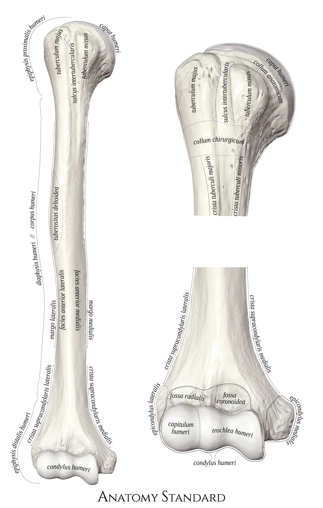 Humerus