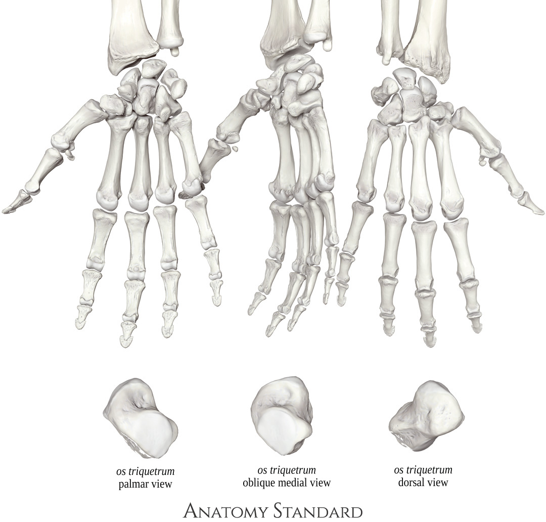 Triquetral Bone Anatomy Triquetral Bone Anatomy