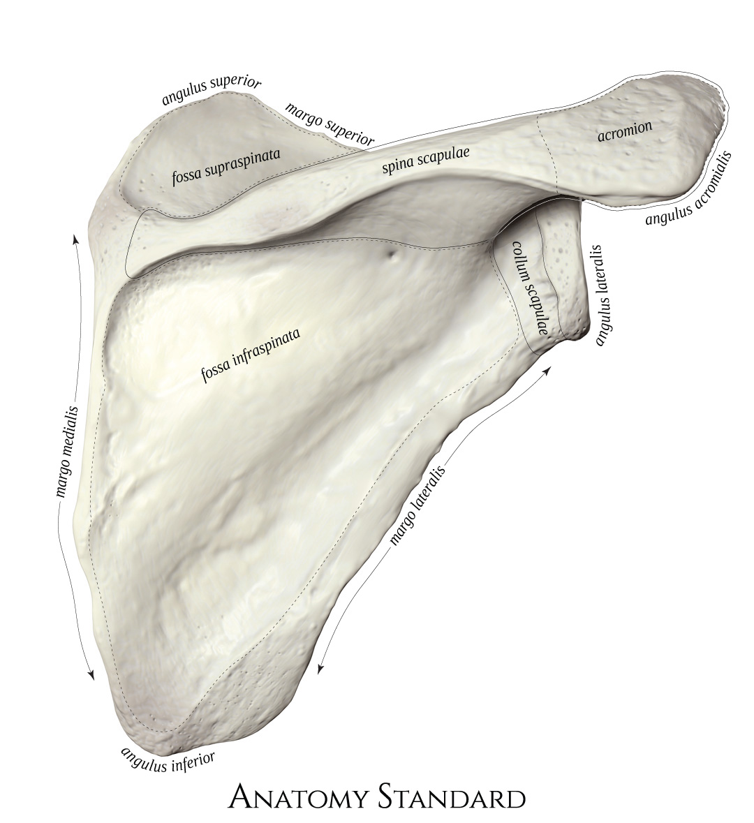 Scapula