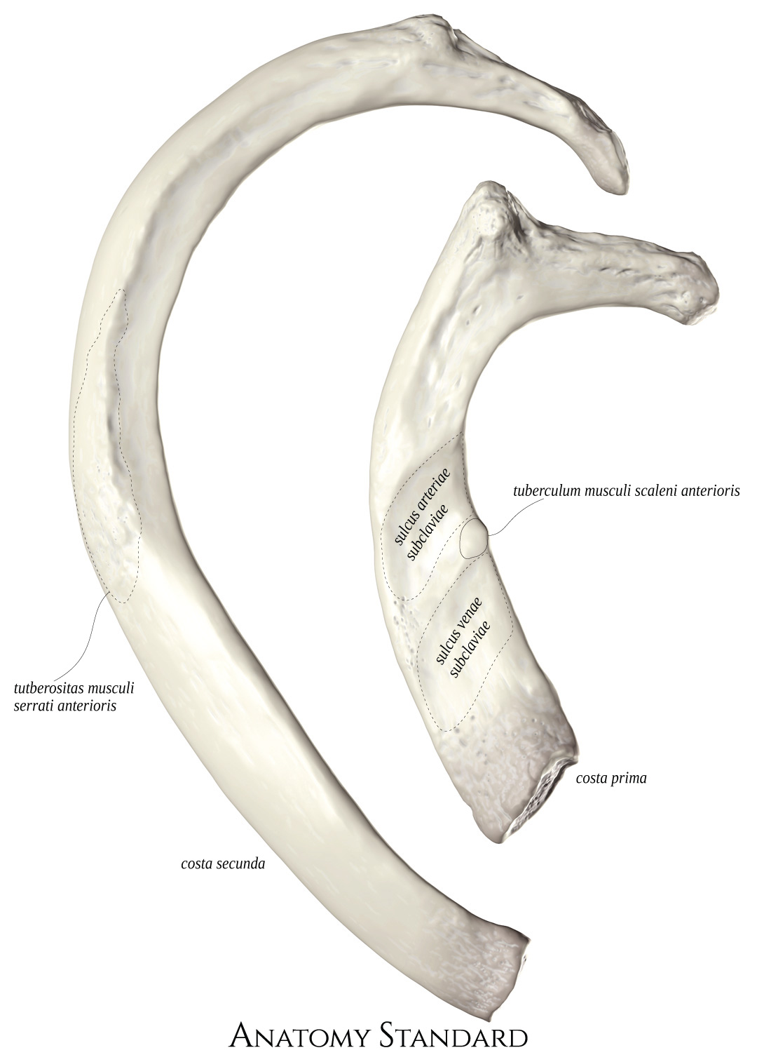 Ribs Classification Of Ribs And Costal Topography