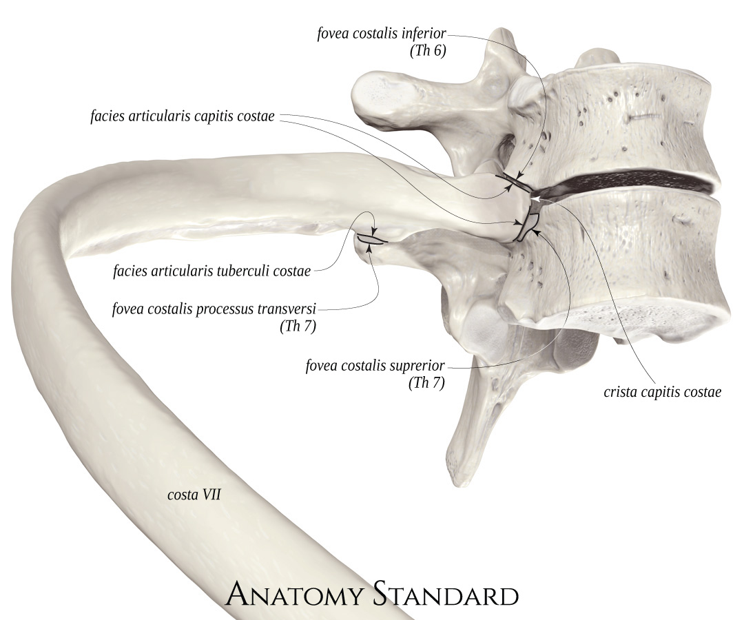 THE ANATOMY OF THE RIBS & BREATHING in Greenville SC