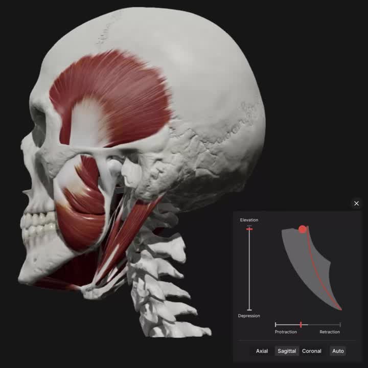 Skull, Teeth & TMJ