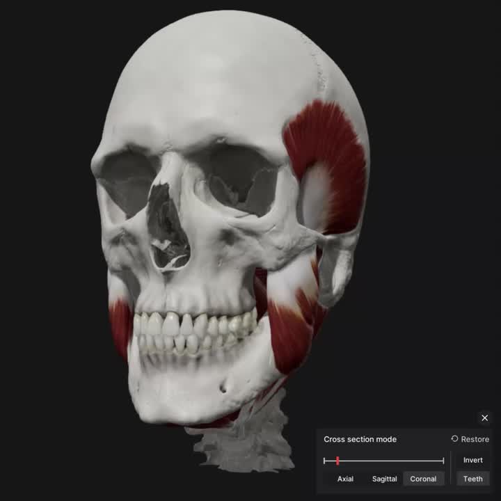 Skull, Teeth & TMJ